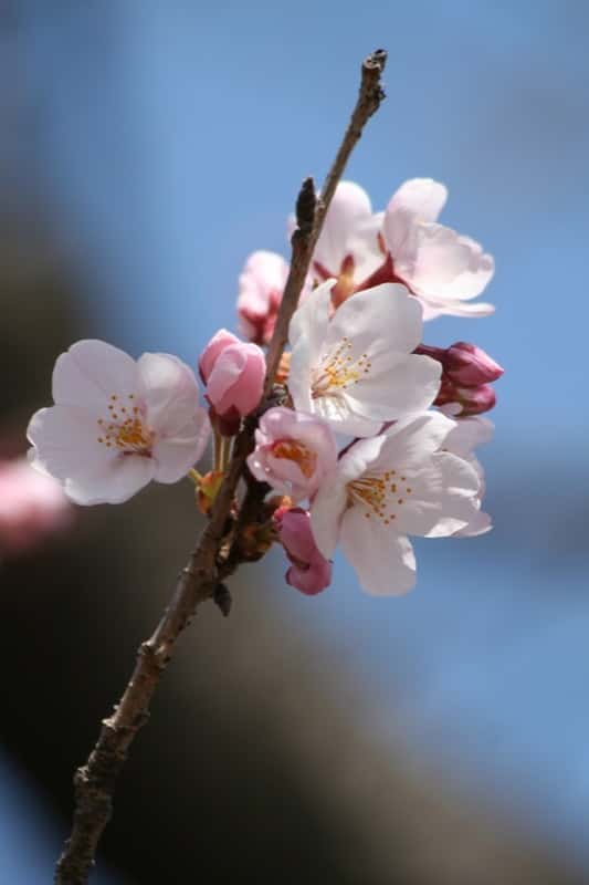 <em>Prunus cerasus. </em>© Nathan Duckworth, Flickr CC by nc-nd 2.0