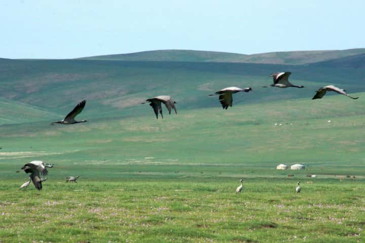 Vol de grues demoiselles en Mongolie. © Tomju48, GNU FDL Version 1.2