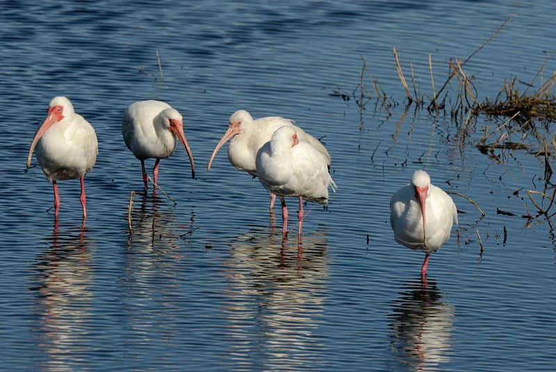 Site de nourrissage typique de l'ibis blanc. © Hans Stieglitz, CC BY-SA 3.0