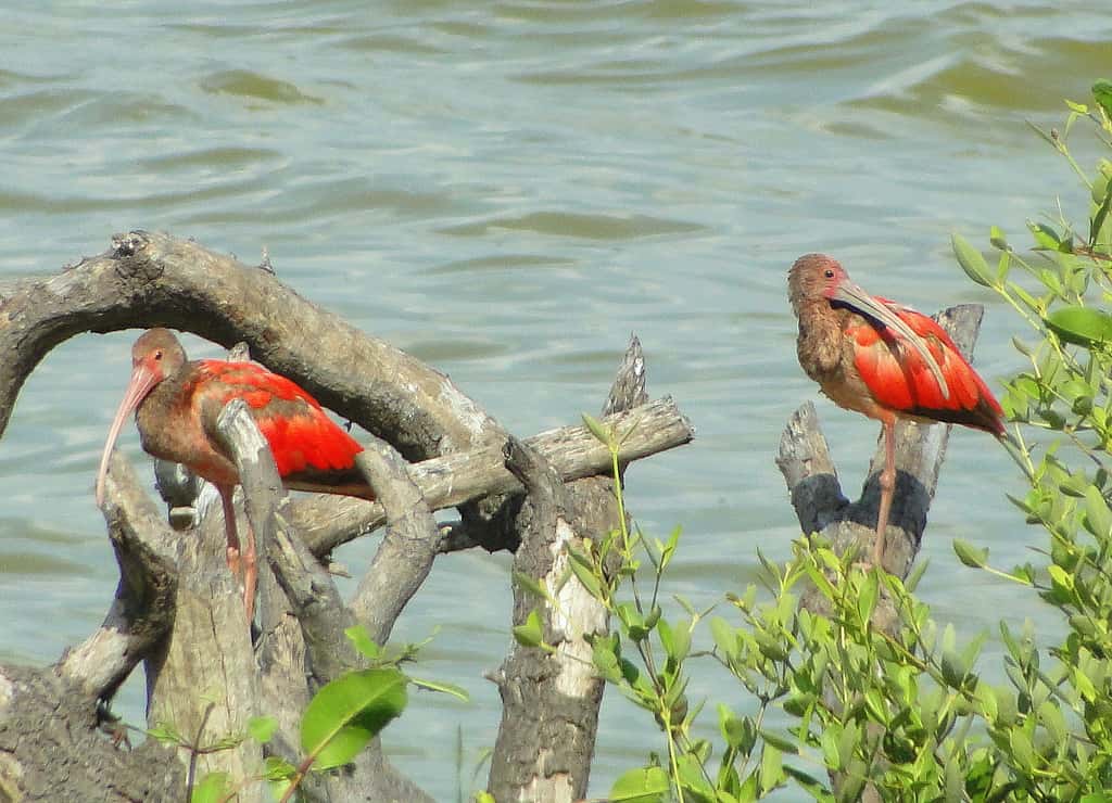 Ibis rouges dans une lagune vénézuélienne. © barloventomagica, CC BY-NC-ND 2.0