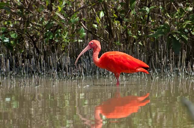 Ibis rouge dans une mangrove. © Claudio Timm, CC BY-NC-SA 2.0
