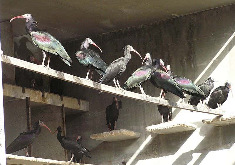 Élevage d'ibis chauves à l'université de Tel Aviv. © Eman, domaine public