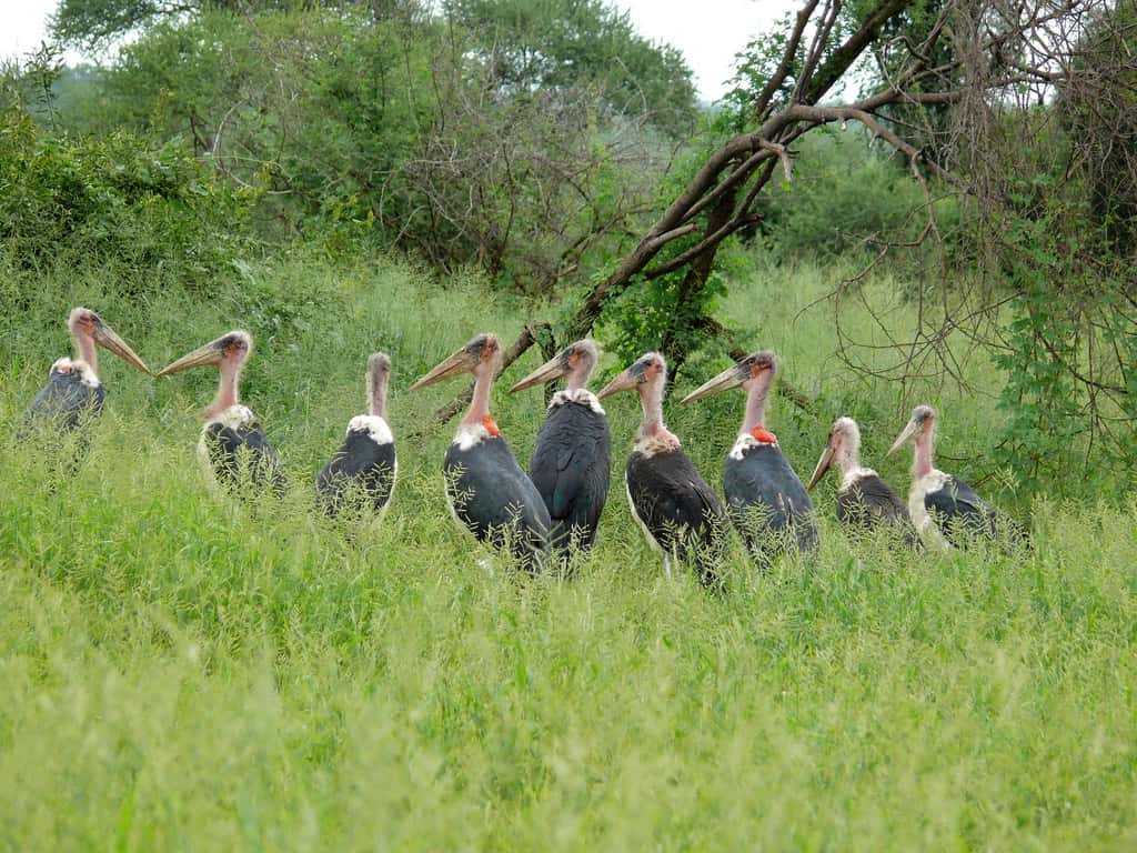 Marabouts d'Afrique sur la rivière Pafuri en Afrique du Sud. © Berniedup, CC by-nc-sa 2.0