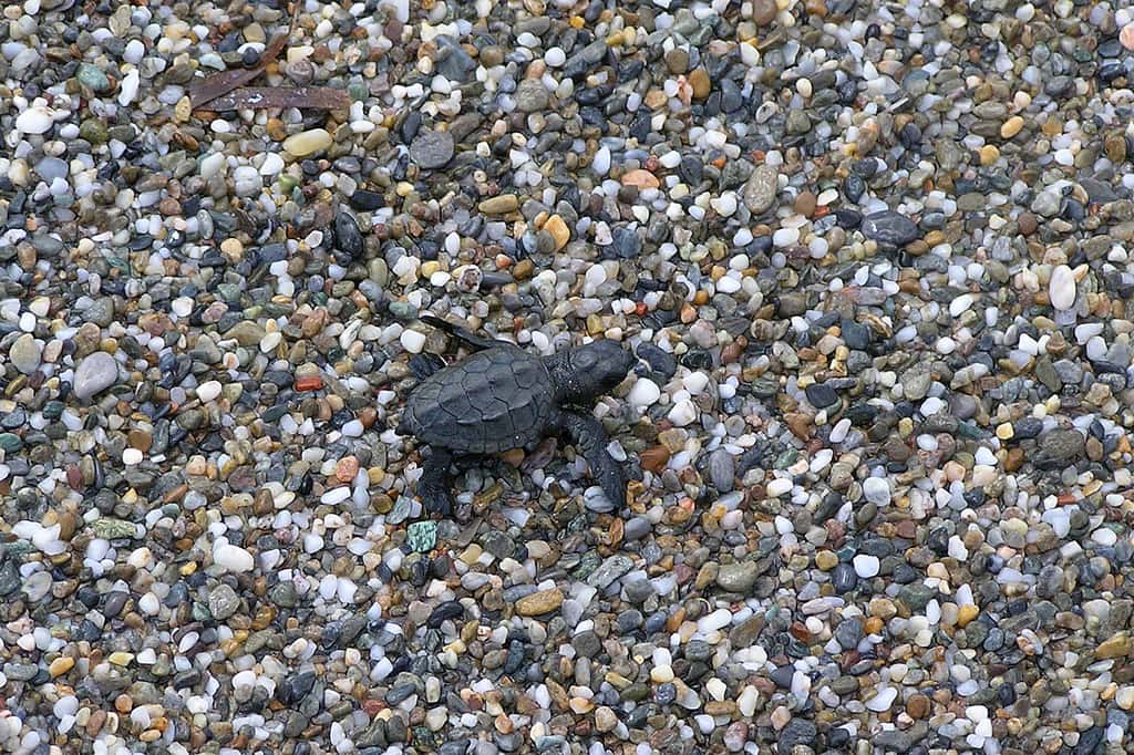 Bébé tortue caouanne juste après l'éclosion. © Frankenschulz, CC BY-NC-SA 2.0