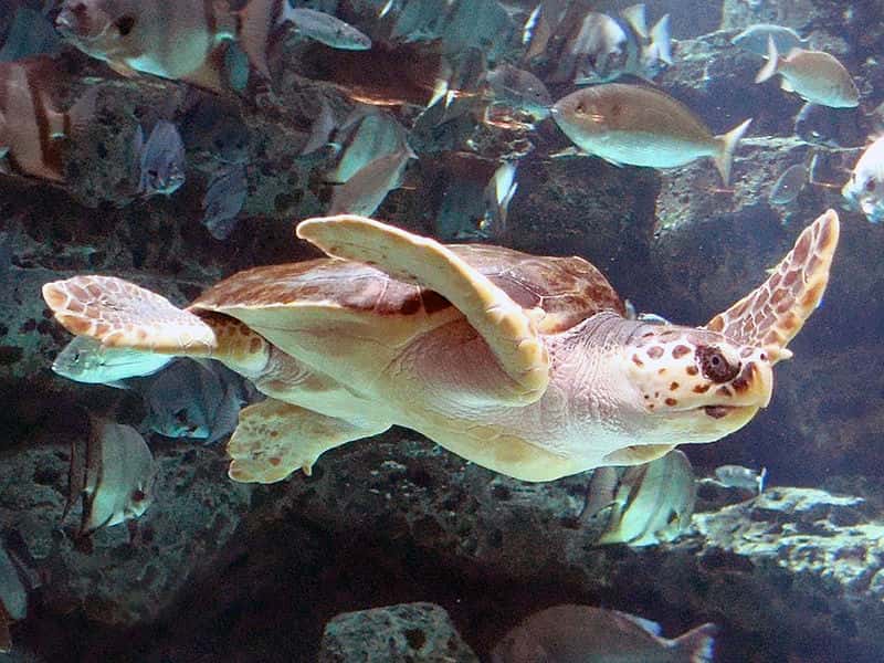 Tortue caouanne dans l'aquarium d'Atlanta. © Mike Gonzalez, CC BY-SA 3.0