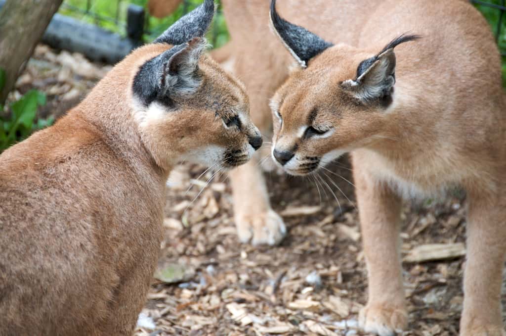 Femelles caracals. © Andrewhalliday, CC BY-ND-2.0