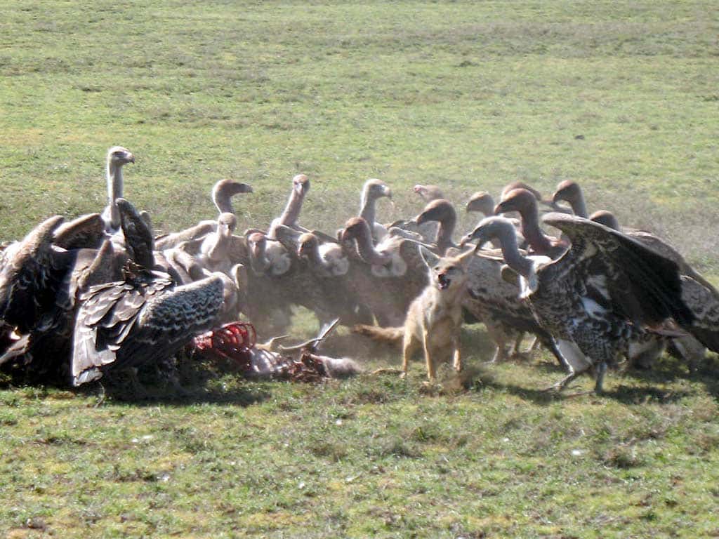 Chacal disputant sa proie aux vautours. © kibuyu, CC BY-NC-SA 2.0