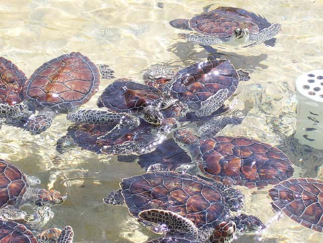 Élevage de jeunes tortues imbriquées dans les îles Caïman. © cdebeowulf, CC BY-NC 2.0