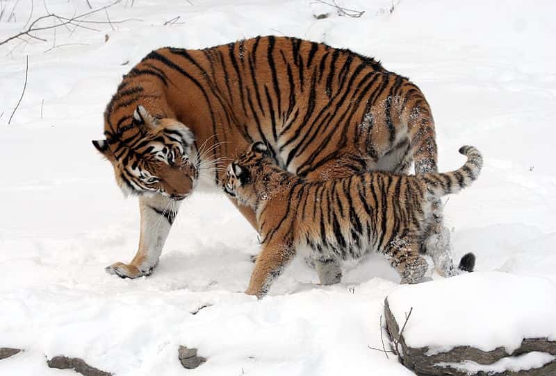 Tigresse de Sibérie et ses petits. © Dave Pape, Wikipédia, domaine public