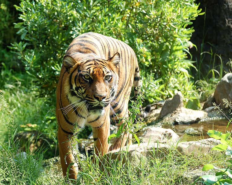 Tigre de Sumatra. © Dick Mudde, Wikipédia, domaine public