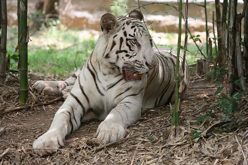 Tigre blanc du Bengale. © Muhammad Mahdi Karim, Wikipédia, GNU FDL Version 1.2