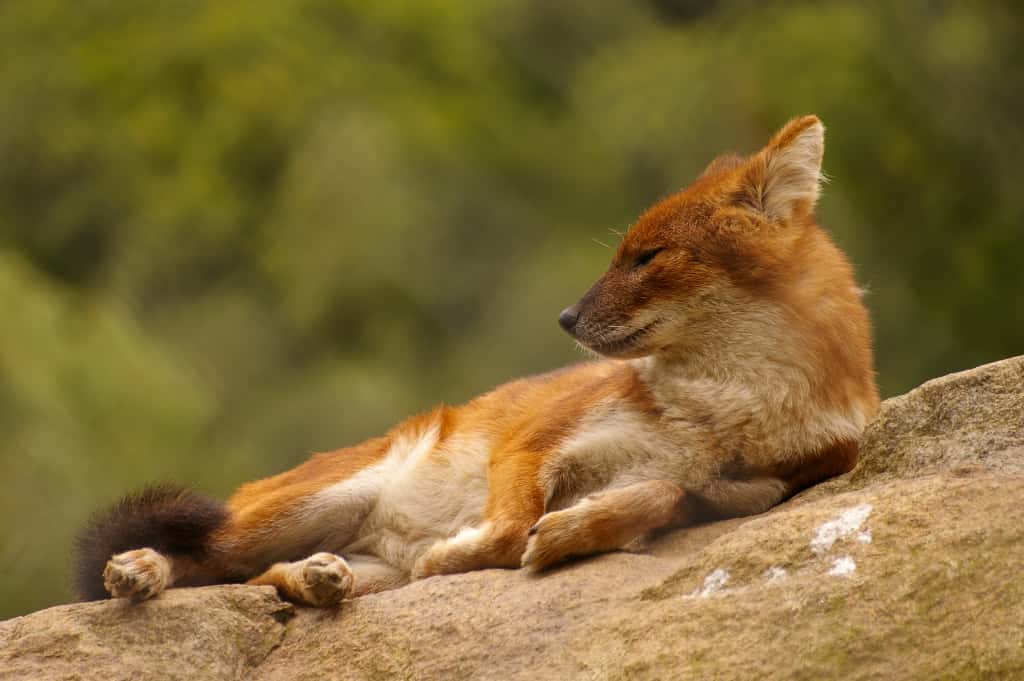Dhole. © Flickr, rore, CC BY-SA 2.0
