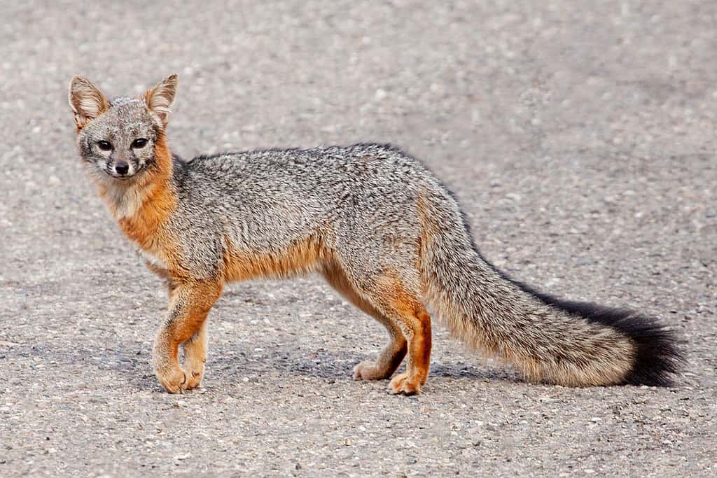 Renard gris. © Flickr, Bill Bouton, CC BY-NC-ND 2.0