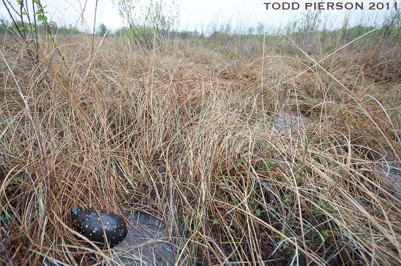 Habitat type de la tortue ponctuée. © Flickr, Todd W. Pierson, cc by nc sa 2.0