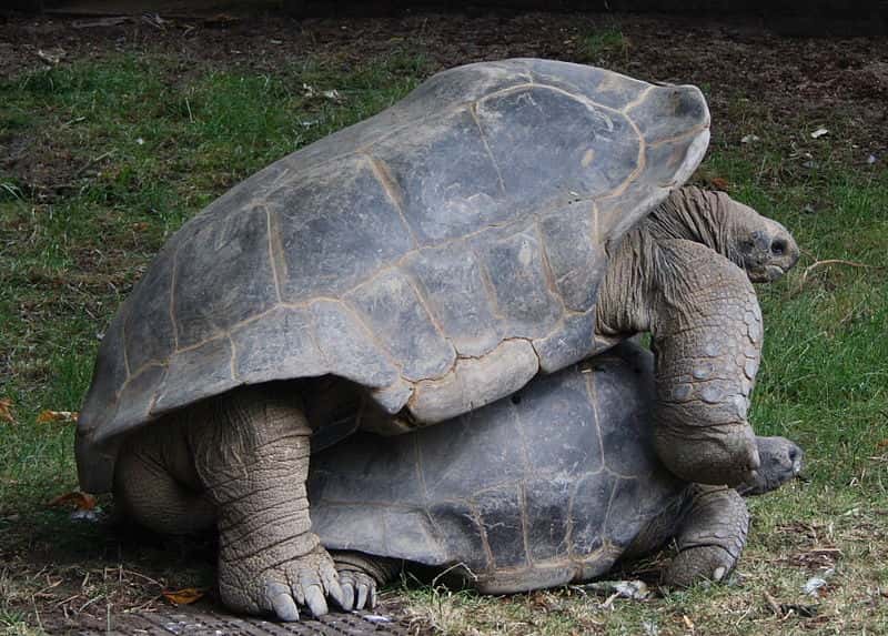 Accouplement de tortues géantes des Seychelles. © Szlias, Wikipédia, DP