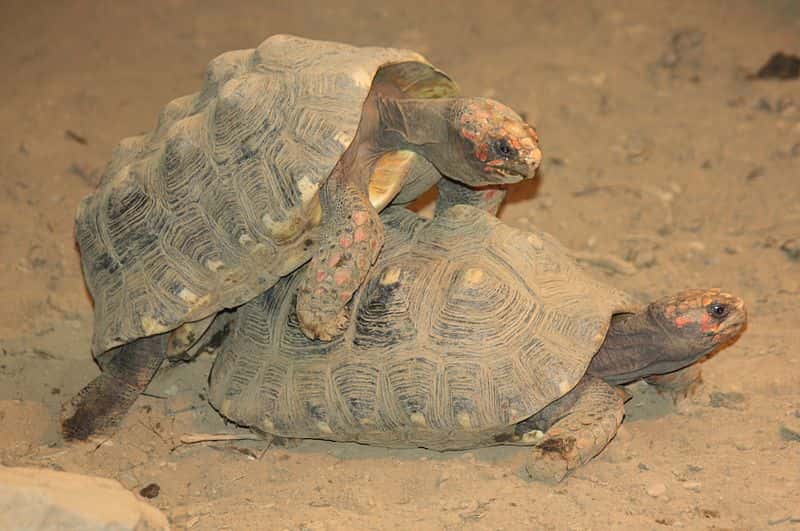 Accouplement de tortues charbonnières à pattes rouges. © Ltshears, Wikipédia, GNU 1.2