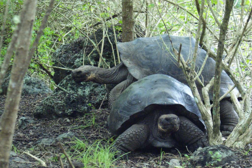 Environnement naturel de la tortue géante des Galápagos. © Flickr, Dallas Krentzel, cc by 2.0