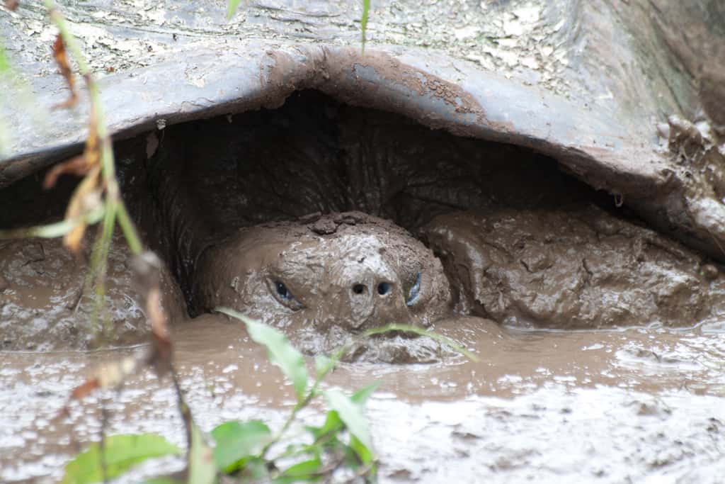 Bain de boue d’une tortue géante des Galápagos. © Flickr, Joanne Goldby, cc by sa 2.0