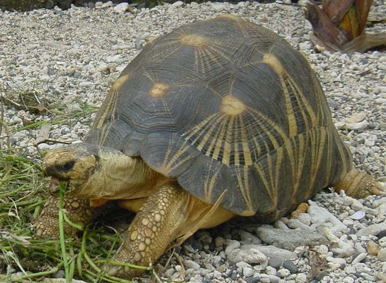 La tortue étoilée possède des motifs en rayons caractéristiques sur sa carapace. © Wikipédia, académie de La Réunion