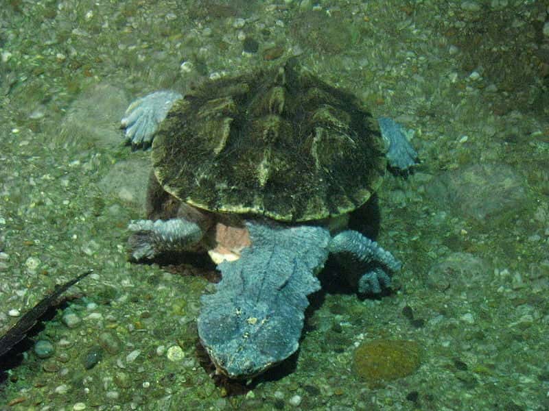 Image d’une matamata dont la carapace est recouverte d'algues, ce qui l’aide à se camoufler. © Michael Gil, Wikipédia, cc by 2.0