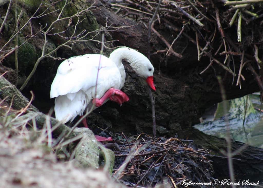 Une femelle coscoroba blanc qui veille sur son nid. © Patrick Straub