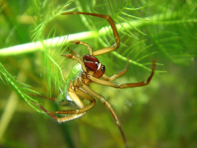 Argyronète sous l'eau. Il s’agit de la seule espèce d’araignées à avoir adopté ce mode de vie. © Norbert Schuller Baupi, Wikipédia, GNU 1.2