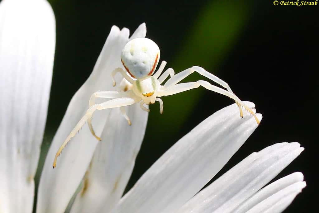 Homochomie de l'araignée-crabe, autre nom de la misumène variable. © Patrick Straub