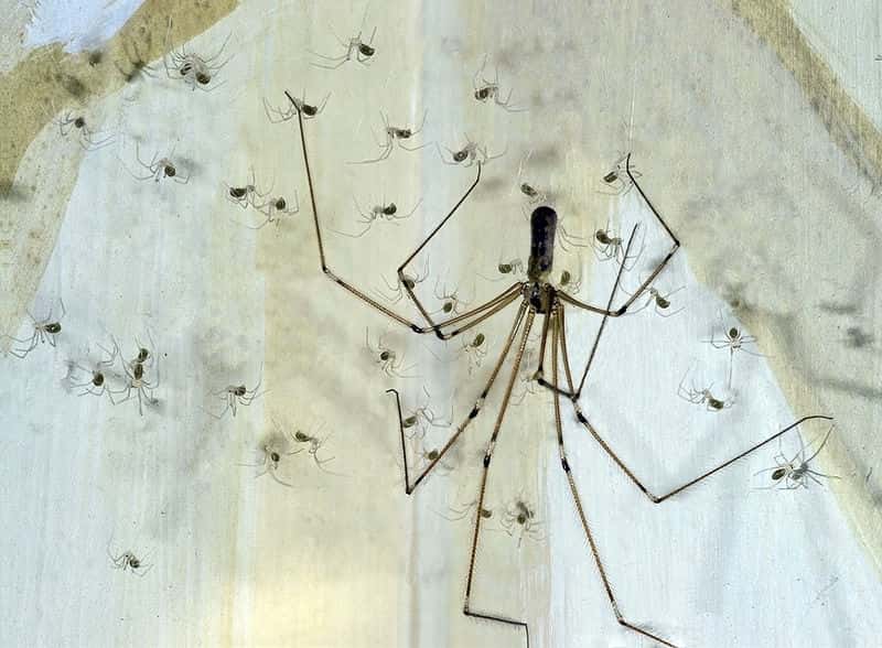 Le pholque est une araignée typique des maisons. © Didier Descouens, Wikipédia, cc by sa 3.0