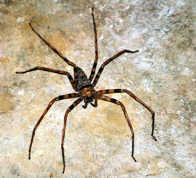 L’araignée cavernicole du Laos est une espèce qui ne construit pas de toile. © insecta62, Flickr, cc by 2.0