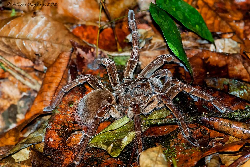La mygale de Leblond figure parmi les plus grandes espèces d’araignées connues. © Hoppy1951, Flickr, cc by nc nd 2.0
