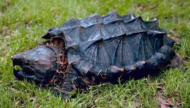 La carapace de la tortue alligator rappelle les plaques de certains dinosaures. © Gary M. Stolz, Wikipédia, USFWS, DP
