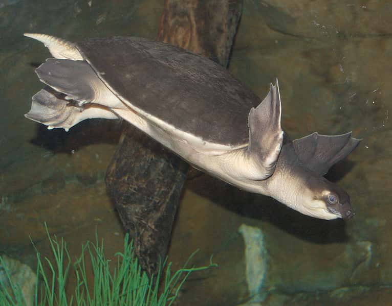 La tortue à nez de cochon est la seule représentante du genre <em>Carettochelys</em>. © Derek Ramsey, Wikipédia, GNU 1.2