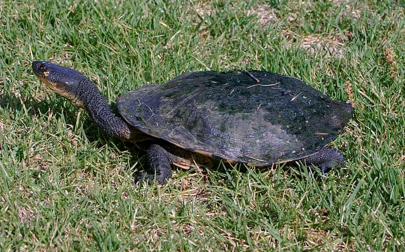 La tortue à long cou est une tortue aquatique endémique d’Australie. © Bidgee, Wikipédia, cc by 3.0