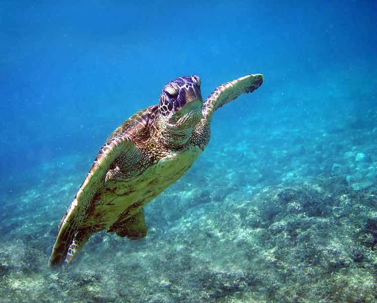 La tortue verte est inscrite sur la Liste rouge nationale, elle fait partie des espèces menacées en France. © Brocken Inaglory, Wikipédia, GNU 1.2