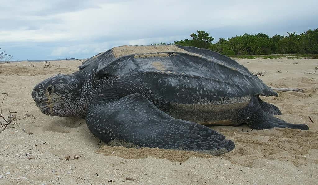La tortue luth peut mesurer jusqu’à deux mètres et peser 450 kg à l’âge adulte. © Flickr, USFWS Southeast, cc by sa 2.0
