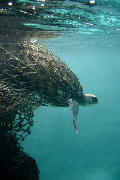 La tortue verte est une espèce protégée depuis 1983, mais elle est encore victime d’actes de braconnage. En mer, elle est menacée par les collisions de navires et les filets de pêche dans lesquels elle se fait prendre au piège. © Wikipédia, DougHelton, NOAA, DP