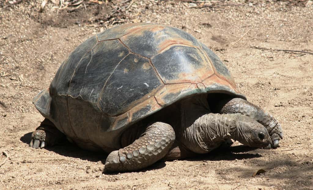 Les tortues géantes des Seychelles (Aldabrachelys gigantea) peuvent atteindre plus de 1,20 m. © OZinOH, Flickr, cc by nc 2.0