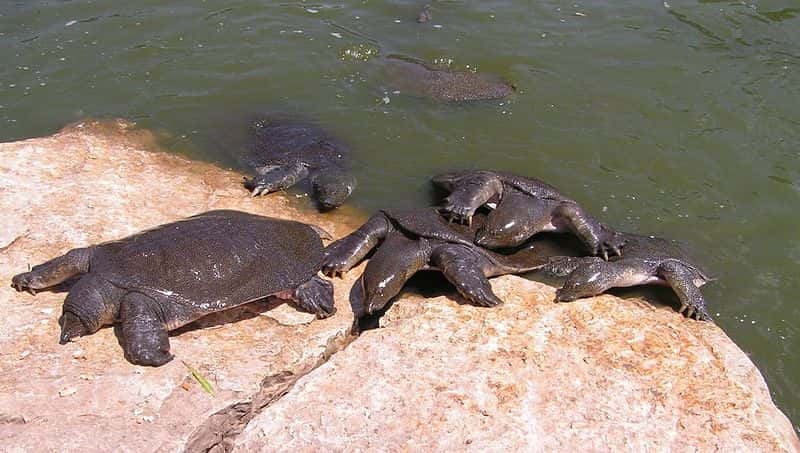Un groupe de tortues à carapace molle. © Lena Levin, Wikipédia, GNU 1.2