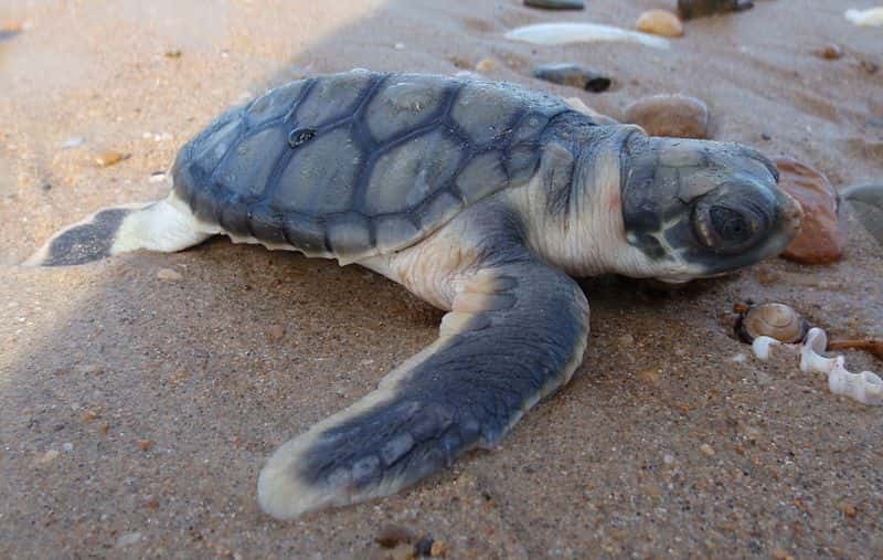 Juvénile de tortue à dos plat (<em>Natator depressus</em>). © Purpleturtle57, Wikipédia, GNU 1.2