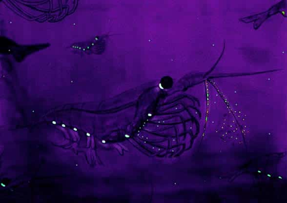 Krill bioluminescent<em>. </em><em>© </em>Uwe Kils - GNU FDL Version 1.2