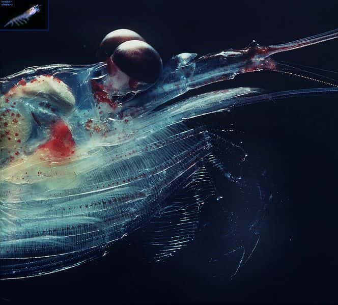 Gros plan de la tête d'un krill. © Uwe Kils - GNU FDL Version 1.2