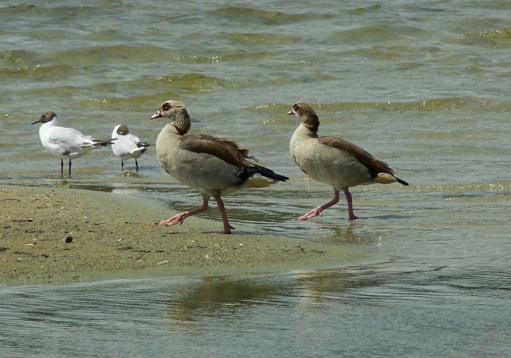 Couple d'ouettes d'Égypte sur une plage néerlandaise. L’oiseau a été introduit notamment en Allemagne, en Belgique et au Royaume-Uni. © dnnya17, Flickr, cc by nc nd 2.0