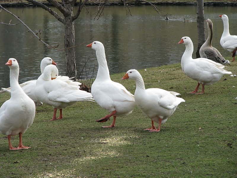 Oies domestiques de la race Embden Flock des Pays-Bas. © Tommy9281, Wikipédia, GNU 1.2