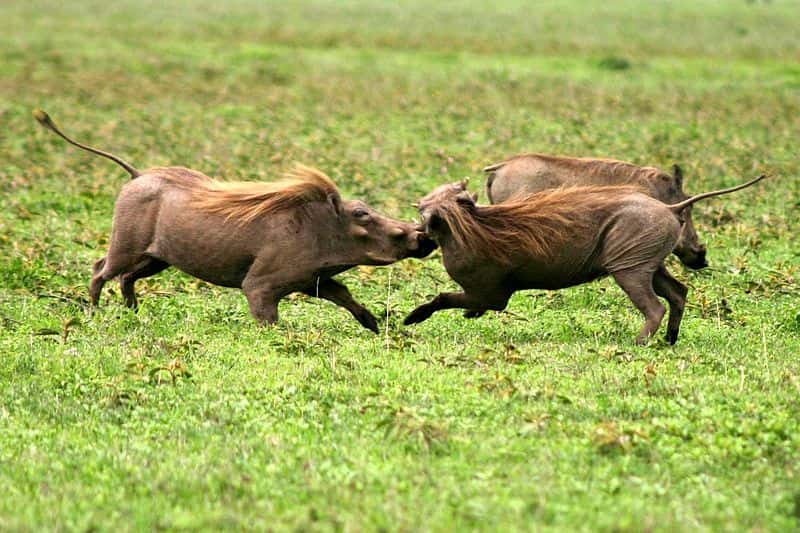 Un combat de phacochères. © Charlesjsharp, Wikipédia, cc by sa 3.0