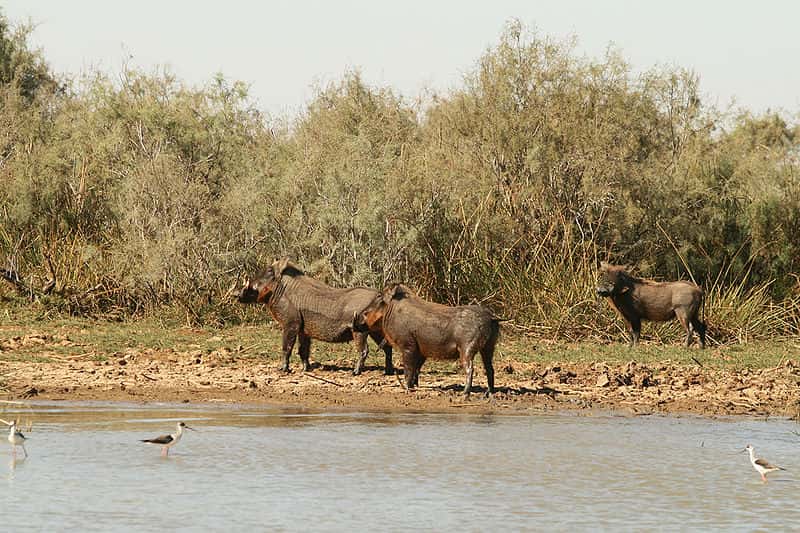 Phacochères dans la réserve de Djoudj au Sénégal. © Remi Jouan, Wikipédia, GNU FDL 1.2