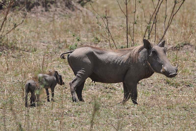Femelle phacochère et ses petits en Tanzanie. © Caelio, Wikipedia, GNU FDL 1.2