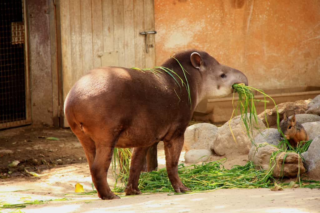 De l'utilité de la trompe du tapir. © Flickr, Superstringphysics, cc by nc 2.0