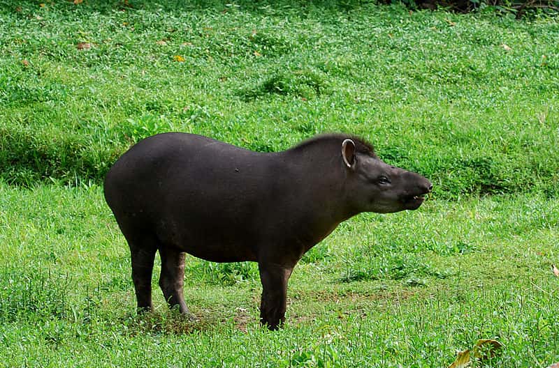 Tapir terrestre en Équateur. © Geoff Gallice, Wikipédia, cc by 2.0