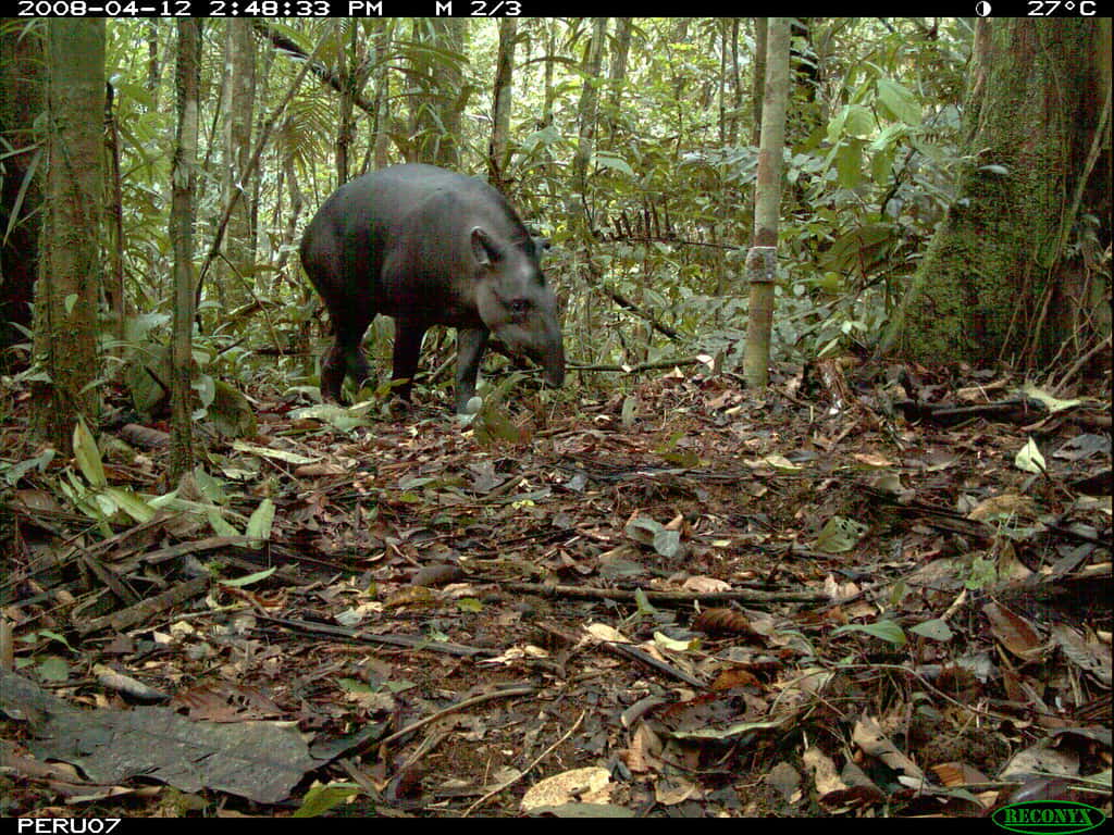 Cliché de tapir terrestre pris avec un appareil à déclenchement automatique dans une forêt du Pérou. © siwild, <em>Smithsonian Institute Wild</em>, Flickr, cc by nc sa 2.0
