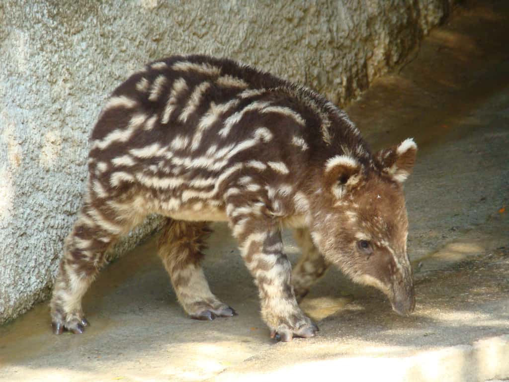 Juvénile de tapir pinchaque. On constate les bandes colorées caractéristiques des jeunes individus. © mstickmanp, Flickr, cc by nc sa 2.0